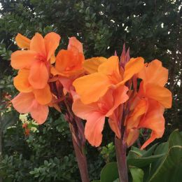 Canna Lilies