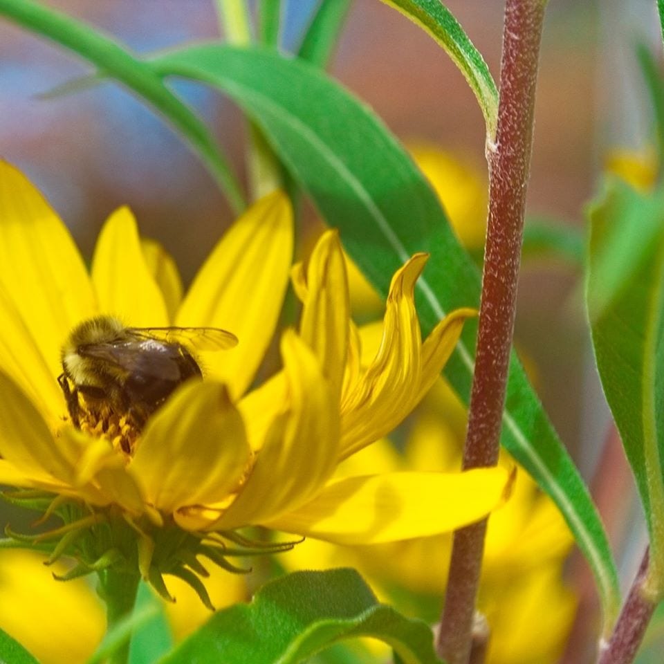 flower-image