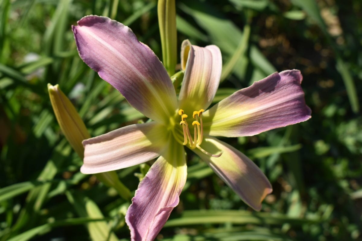 Copy of Watchel Lavender Blue (2)