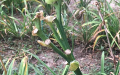 After Bloom
