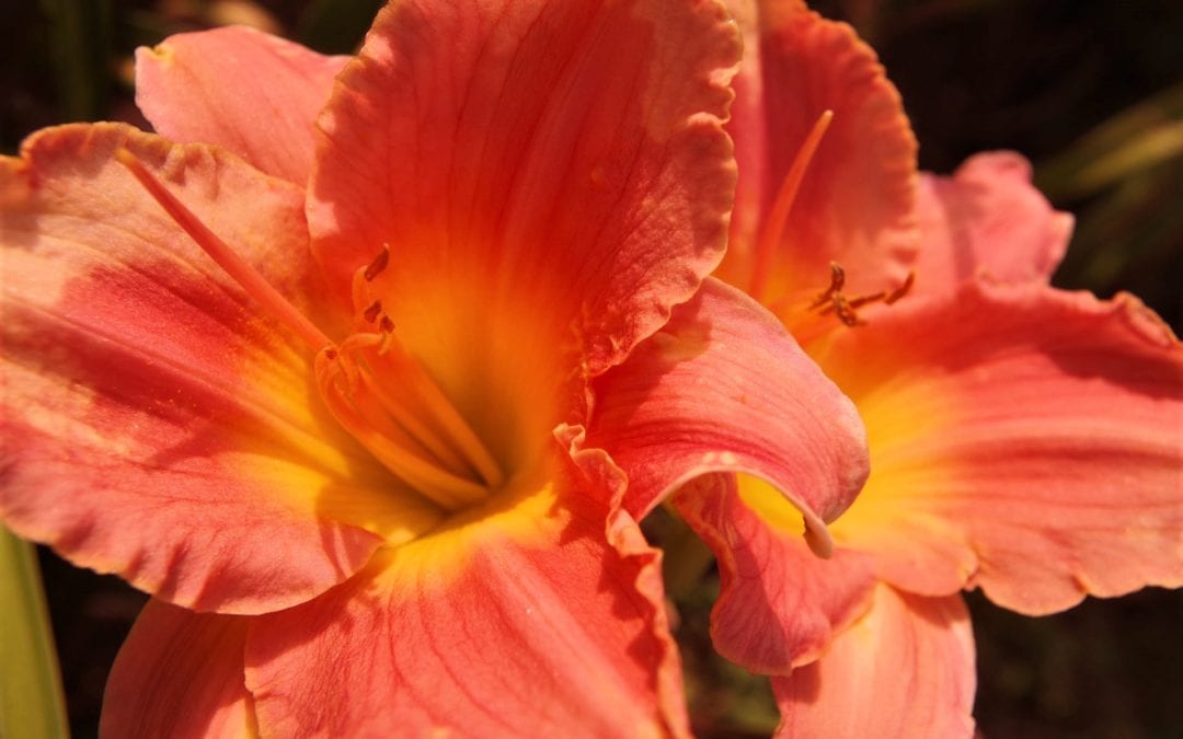 Valley of the Daylilies Retires
