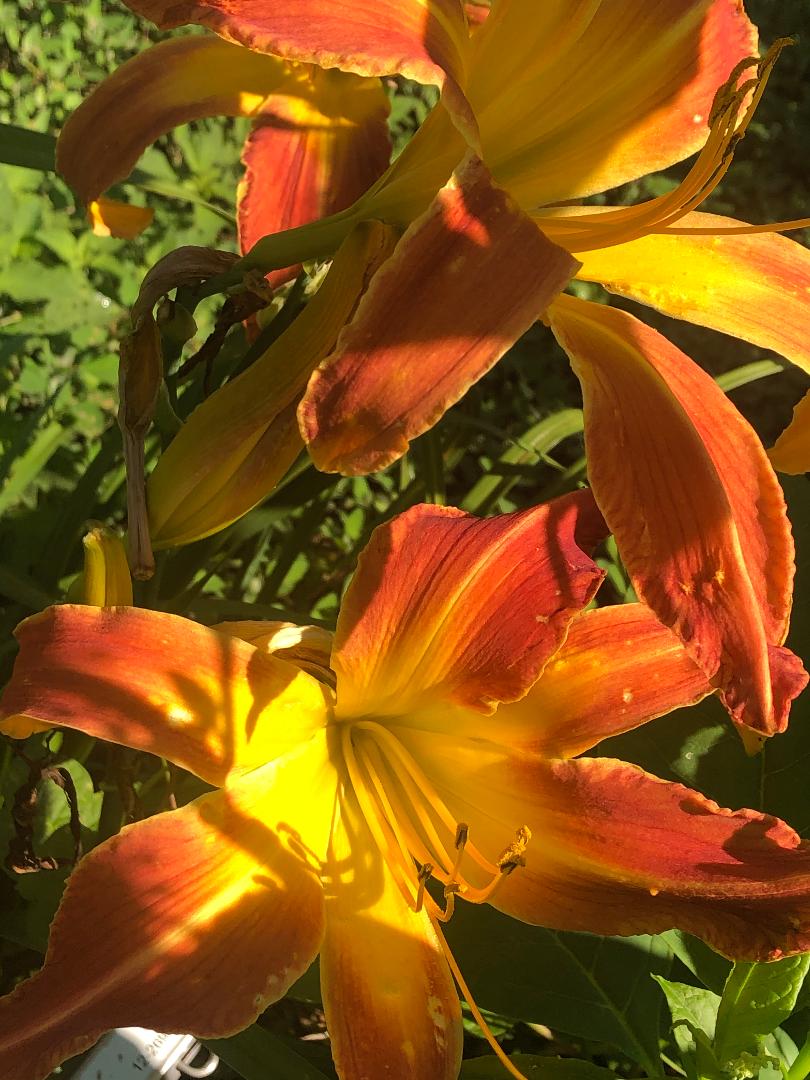 Bauchman flower
