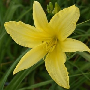 Hyperion