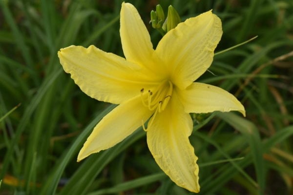Hyperion