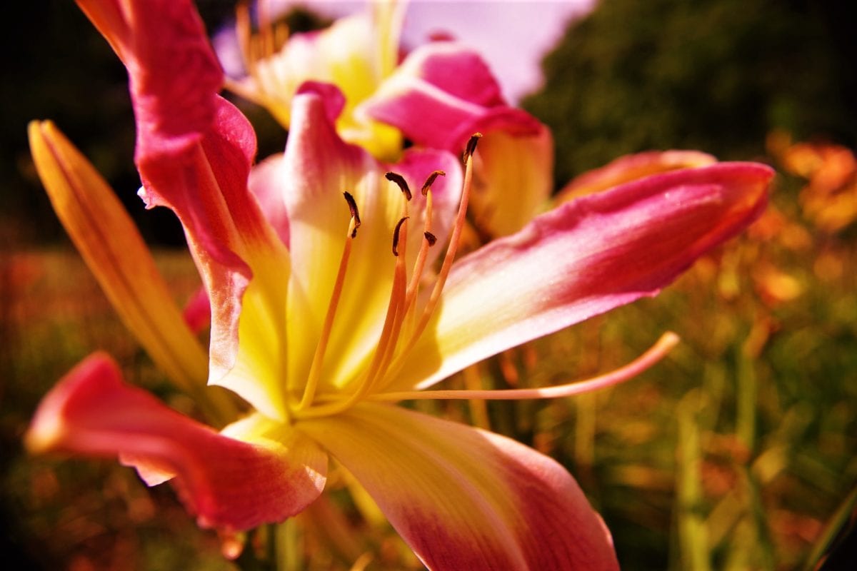 Daylily