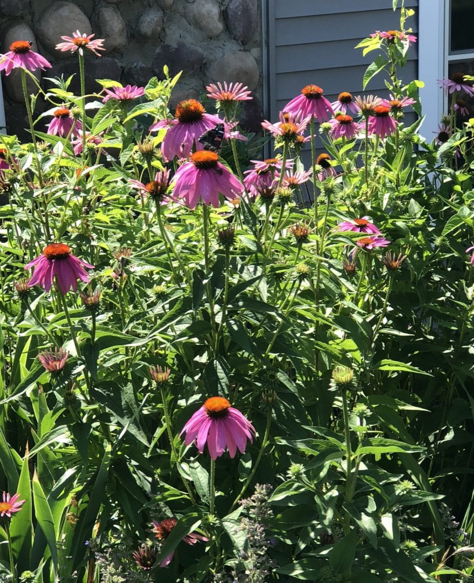 Puple cone flower