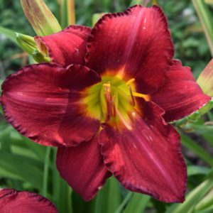 Shades of Scarlet