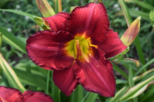 Shades of Scarlet