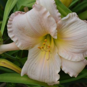 Susan Weber