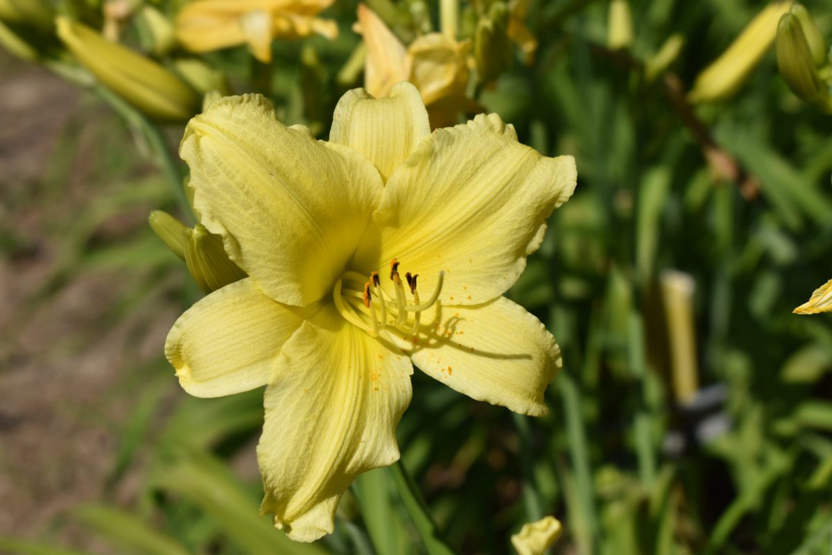 Suzie Wong - www.darbyflowerfields.com